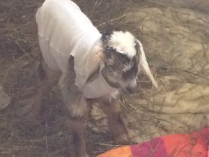 goat sweater