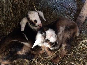 twin kid goats