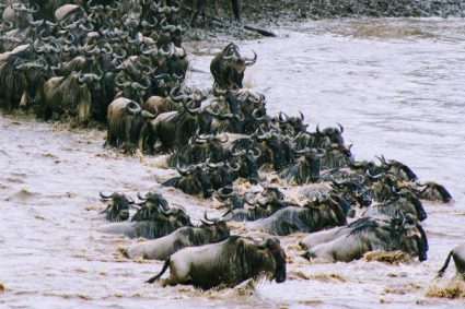How to Improve Your Finances by Bucking Herd Mentality